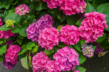 Pink Hydrangea flower