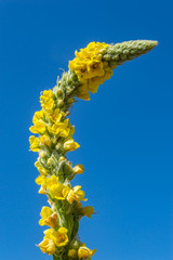 Great Mullein, Verbascum thapsus, yellow flower spike twisted into a swan neck shape. Close up with strong blue summer sky background. Viewed from below this impressive 2m high plant. Vertical.