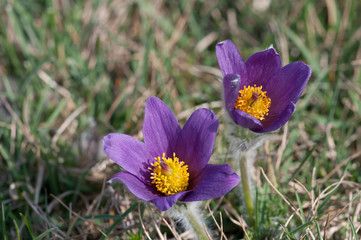 Küchenschelle