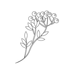 Berry branch illustration