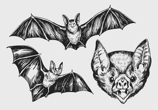Set of bat. Hand drawn sketch converted to vector.