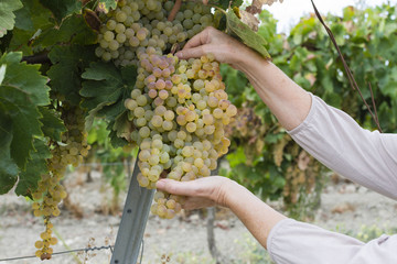 Naklejka na ściany i meble Persona cosecha uvas en la viña