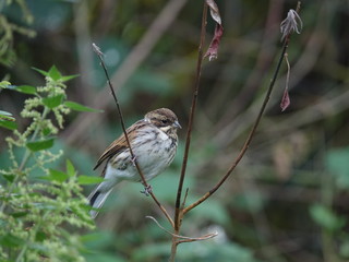 Female reed bunting (Emberiza schoeniclus)