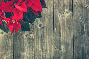 Red poinsettia, christmas flower, table decoration on wooden rustic background