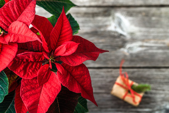 Christmas Background With Winter Christmas Gift And Flower Of Red Poinsettia, Top View