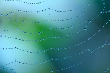 macro photo of water drop on web on blue background, selective focus