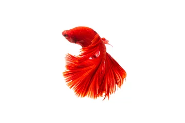 Foto op Plexiglas The moving moment beautiful of red siamese betta fish or splendens fighting fish in thailand on isolated white background. Thailand called Pla-kad or biting fish. © Soonthorn