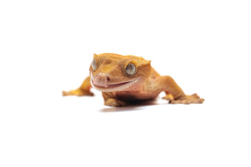 lizard gecko isolated on white background
