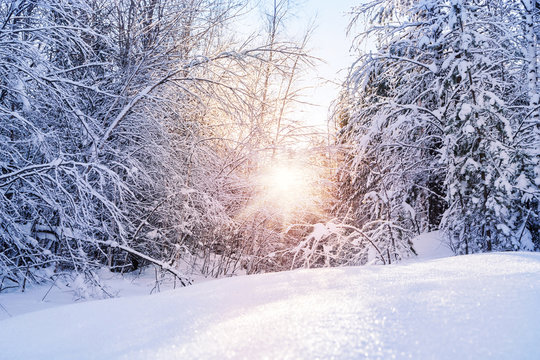 Fototapeta Winter in the mountains