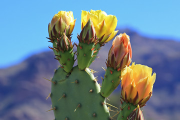 Yellow prickly pear flowers in bloom - obrazy, fototapety, plakaty