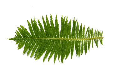 Macro flower bud isolated on white background
