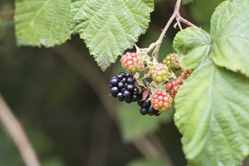 ripe and unripe blackberries on the bush with selective focus.