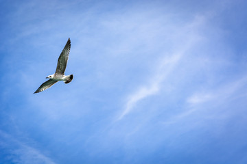 Seagull flying on blue sky