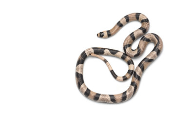 Honduran milk snake isolated on white background