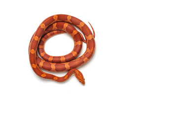 Corn snake isolated on white background