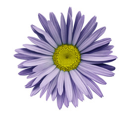 Violet  flower chamomile on a white isolated background with clipping path.  Closeup no shadows. Garden  flower. Nature.
