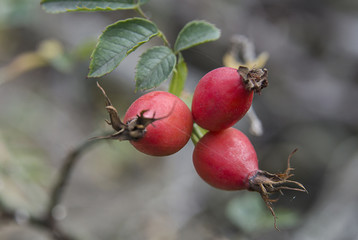 Red briar berries on a branch cluseup