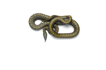 The Japanese rat snake isolated on white background