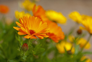 Ringelblumen