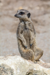 Meerkat Sitting