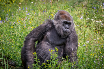 Gorilla 
