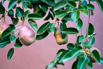 pears on branch