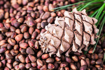 Cedar pine cone with pine nuts close-up with copyspace top view