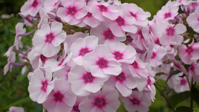 Beautiful pink phlox inflorescence closeup. Pink flowers of a Bush close-up. 4k