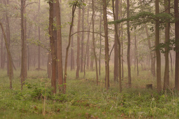Fog in the forrest