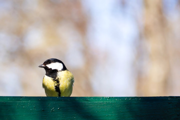 Yellow little bird on fence in park. Tit bird in Russia. Wildlife background.