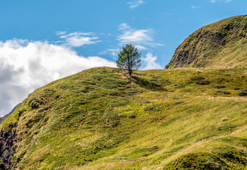 Silhouette of small pine tree on the mountain top against blue sky.