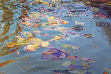 Fototapeta na wymiar reflection of leaves in the water