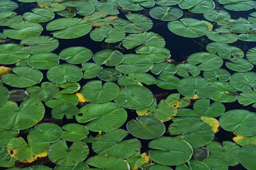 Lily Pads Floating