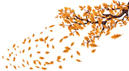 Yellow autumn branch of a large oak tree with acorns. Fly over the leaves and whirl in the wind. illustration
