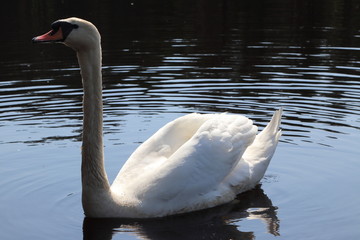 Swan living in Lithuania, summer 2018