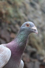 Dove from Czech Republic, year 2018