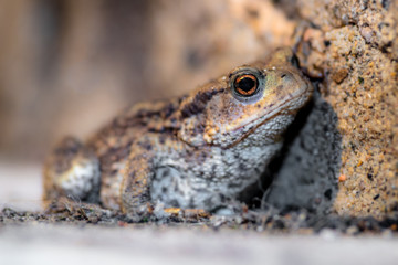 A portrait of a Common Toad set against a small stone wall