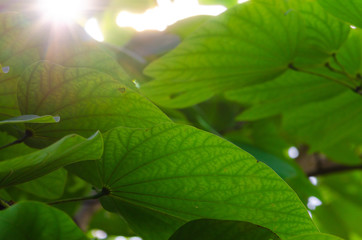 Beautiful light of sunset on green leaf in the forest,select focus.