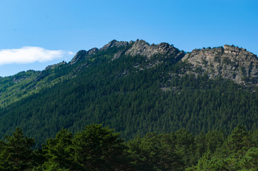 Mountain landscape, mountains covered with pine forest.