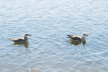 Seagull on the shore of a hot beach.Hot summer day.
