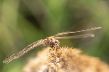 Dragonfly on the grass in the sunset on an autumn evening. Top view. Close-up.