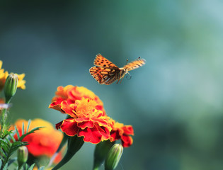beautiful pearlescent orange leopard butterfly flutters in the summer garden over fragrant flowers