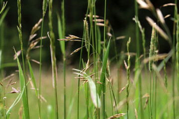 Green grass in field