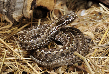 Steppenotter (Vipera renardi) 