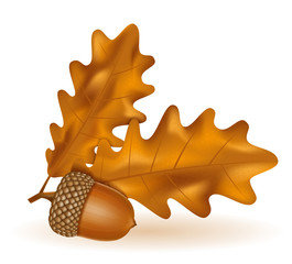 autumn oak acorns with leaves vector illustration © kontur-vid
