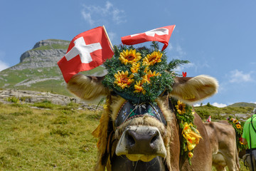 Decorated cow on the annual transhumance at Engstlenalp on Switzerland