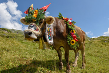 Decorated cow on the annual transhumance at Engstlenalp on Switzerland - obrazy, fototapety, plakaty
