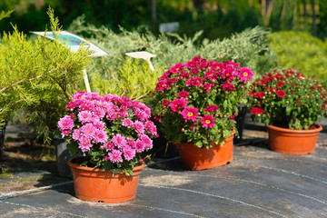 Fototapeta na wymiar Garden shop with flowers. Bushes with purple, red and pink chrysanthemums in pots in garden store. Nursery of plant and trees for gardening.