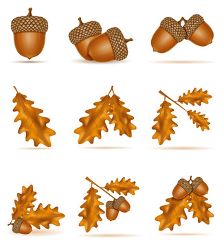 set icons autumn oak acorns with leaves vector illustration