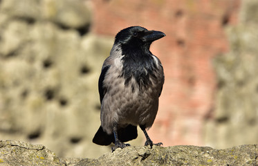 Hooded crow in Rome urban enviroment with ancient ruins